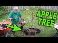HOW TO PLANT AN APPLE TREE - TIPS AND TRICKS with detailed photos and instructions.