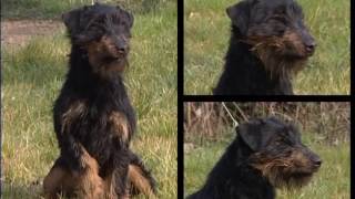 The Jack Russell Terrier – Pet Dog Documentary English