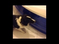 Aladdin The Border Collie Doesn T Want To Bath