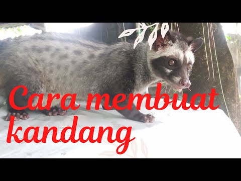 , title : 'Cara Membuat Rumah Musang Bulan'