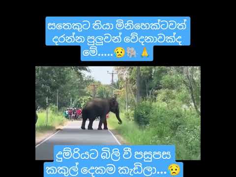 සතෙකුට තියා මිනිහෙක්ටවත් දරන්න පුලුවන් වේදනාවක්ද මේ.😥🙏🐘 #elephant