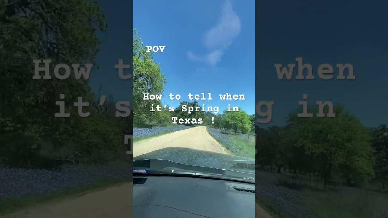 Bluebonnets are the state flower here in Texas. They’re everywhere! #bluebonnets #wildflowers