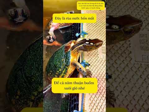 Những loại rùa này có ăn được không? Cùng tìm hiểu nhé!#shorts