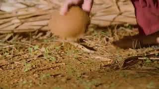 Caribbean Rave- W&amp;W (Whats App Status)