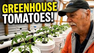 Hydroponic Tomato Growing in Greenhouse Setup Complete