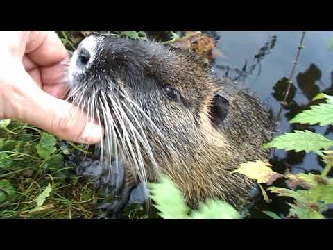 142 "Werdende Mütter beißen nicht!" Nutria an der Ruhr, Coypu, Nutrie, Ragondin, Biberratte