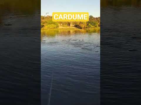 ! 🐟😍 cardume passando pelo Lago do Madrubá, em Itapiranga, Amazonas. Um espetáculo da natureza