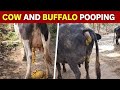 Cow And Buffalo Pooping Video Pooping Indian Poop Cow