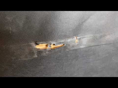 Carpet Beetles Mistaken as Bed Bugs in Toms River, NJ