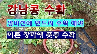 [텃밭농부 1,954]  봄강낭콩 수확. 그리고 저장. 장마전에 따야하는 이유! #강낭콩재배