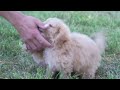 Bichpoo dogs for sale: Doogie - Video 1