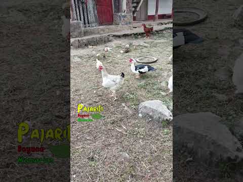 Paisaje vereda Monserrate (Pajarito Boyacá)  (Marzo 24/2026)