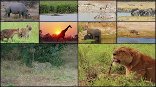 Adaptation in Behaviour — How Animals Adjust to Live!