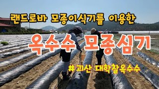 [옥수수재배] 대학찰옥수수 심는방법