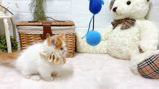 マンチカンの動画01