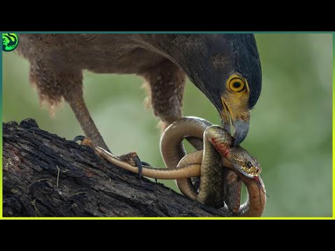 14 Biggest and Worst Enemies of Snakes