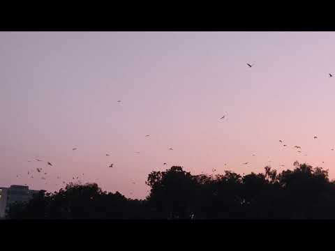 morning birds ☀️🌳🕊️