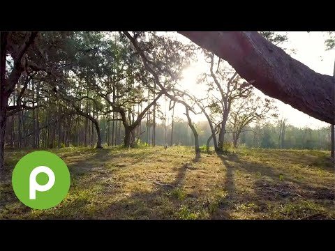 A million trees planted