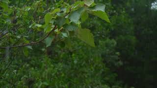 Chuva Forte para Dormir 🌧 Ruído Branco Calmante para Relaxar 🌧 ASMR