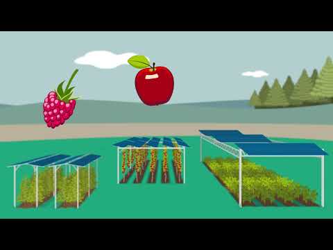 Fraunhofer ISE: Was ist Agri-Photovoltaik?