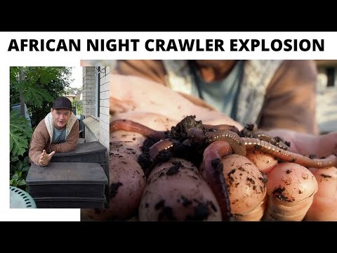 African Night Crawler Worms "EXPLODING NUMBERS"! (STORY 31)