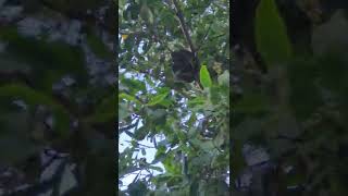 Download lagu Tree #snake in #Caroni Swamp Mangrove #Trinidad Caribbean 19th November 2022 mp3