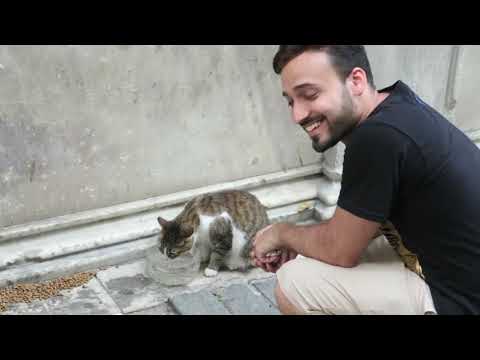 Helping the Dogs and Cats of Istanbul, Turkey