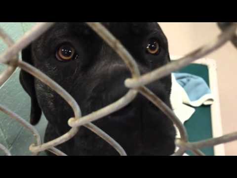 Ccspca March 14 2016