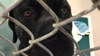CCSPCA March 14, 2016