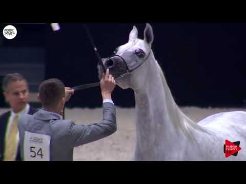 N.54 WILDONA - Paris 2018 - Senior Mares (Class CM 3A)