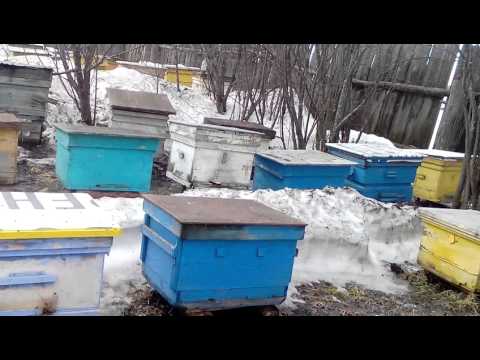 Первый очистительный облет пчелок в Свердловской области 29 марта 2016 года.