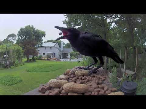 raven feeder payment for chicken protection
