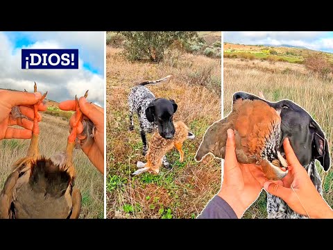 💥¡𝗚𝗥𝗔𝗡 𝗝𝗢𝗥𝗡𝗔𝗗𝗔!💥 Perdices y liebres las reinas de la Caza Menor al Salto