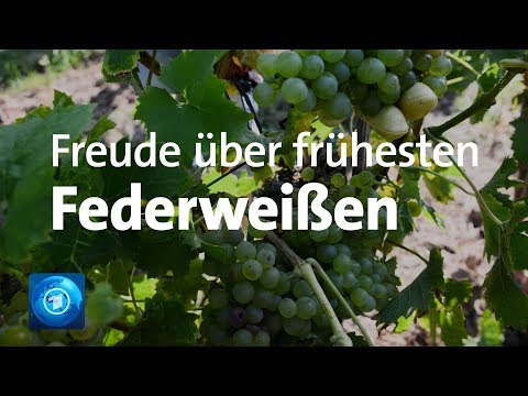 Beginn der Weinlese in Rheinland-Pfalz