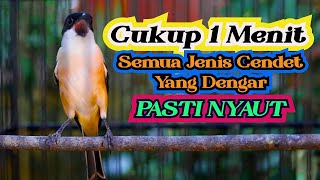 Download lagu TAK BUTUH WAKTU LAMA CENDETMU NYAUT, PANCINGAN CENDET GACOR FULL ISIAN mp3