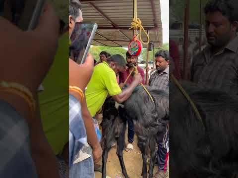 #goat #sheep #@lksa1506