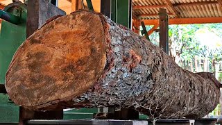 the difficult process of sawing mahogany logs full of lumps at the sawmill