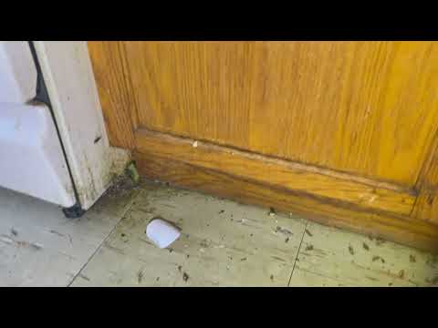 German Cockroaches Take Over Apartment in Deal, NJ