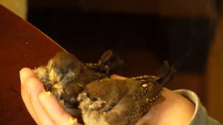 Hand Feeding Two Little Finches