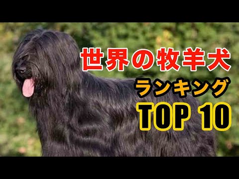 牧羊犬トップ10