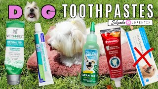 5 BEST DOG TOOTHPASTES 2021, Coton de tulear I Lorentix