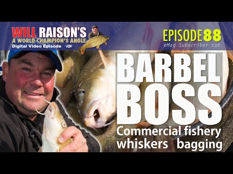 Summer BARBEL Pole Fishing Tips | Will Raison Fishing Westwood Lakes