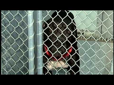 Bardstown police: Woman injured, dog killed in dog attack