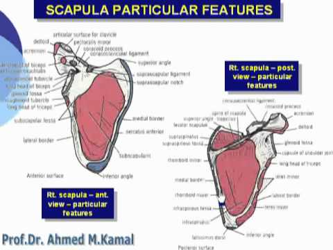 008- Scapula Particular features (Upper Limb) Video