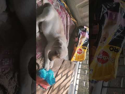 OUR NEW FAMILY MEMBER.