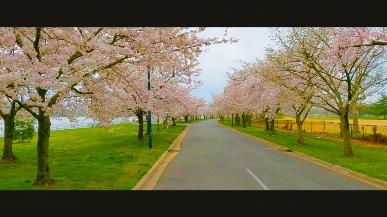 Spring in the US Capital | Driving Through Blooming Washington, DC in 4K HDR