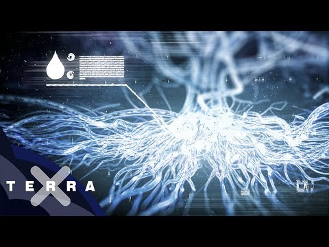 Wie trinken Bäume? | Unsere Wälder