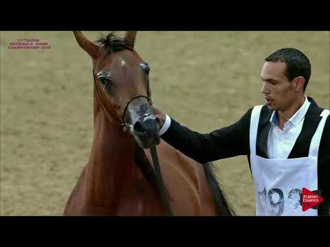 N 192 BARZAN ATHBA   21st Qatar National 2018   Yearling Colts Class 6A