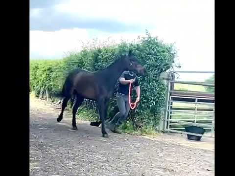 15HH Potential WH Type - Image 2