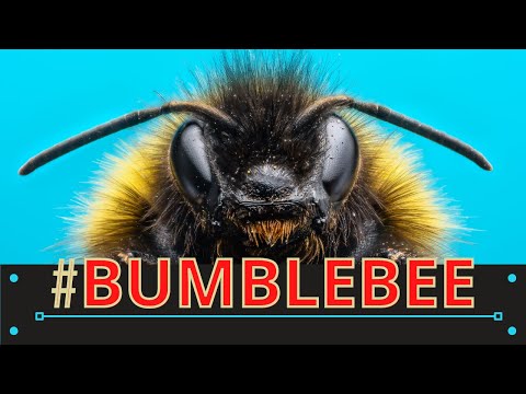 Everything You Need to Know About bumblebees!